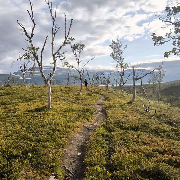 einsamer Pfad in der der Wildniss