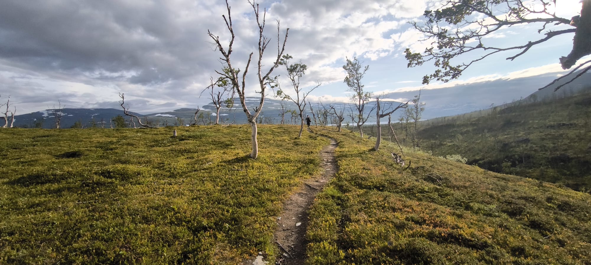 einsamer Trail - ein Trampelpfad, Wiesen und wenige Bäume, wenige